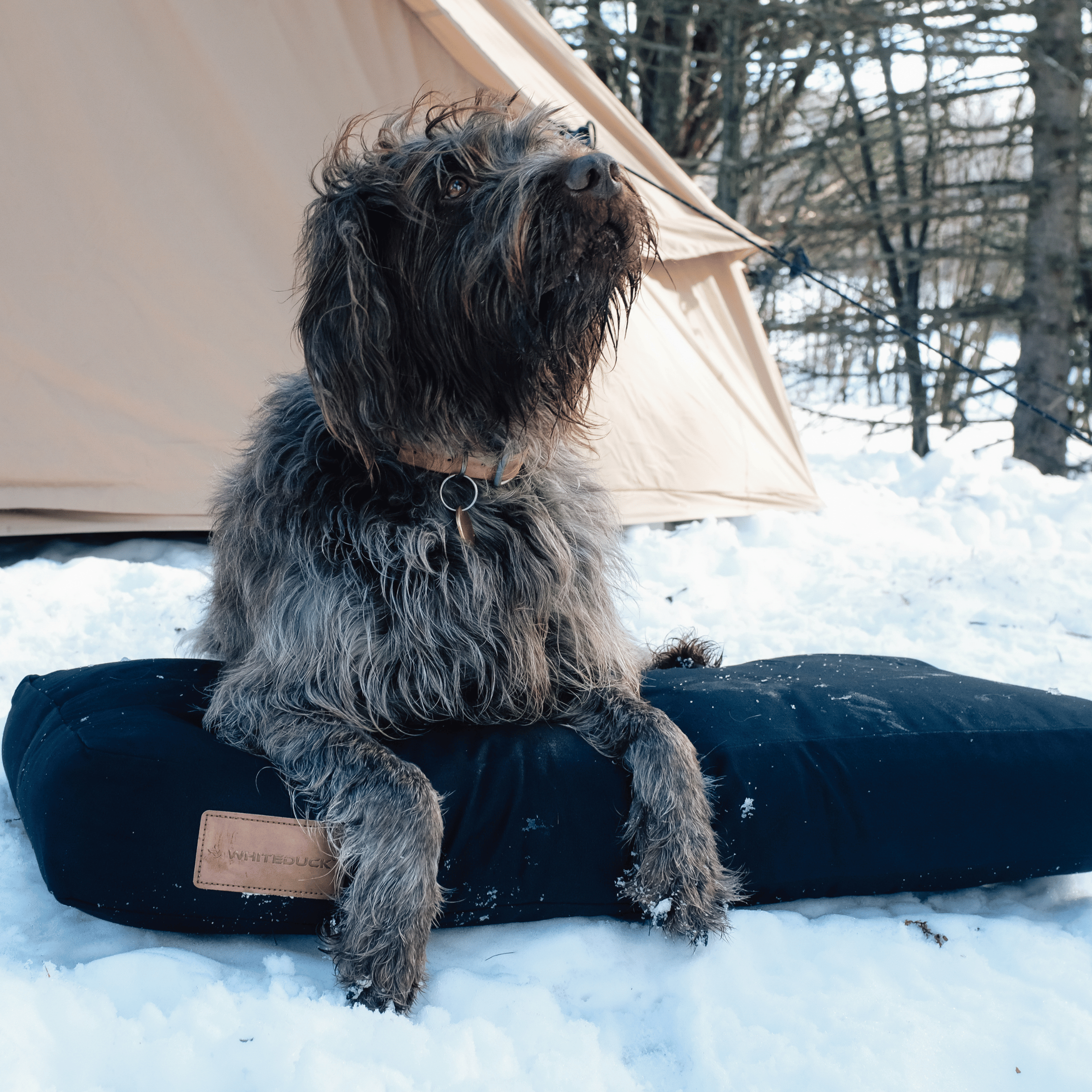 White Duck Dog Bed