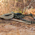 Hang Free 8mm Predator™ Sewn & Spliced Tree Tether & Lineman's Belts (Main Line Only) — view 3