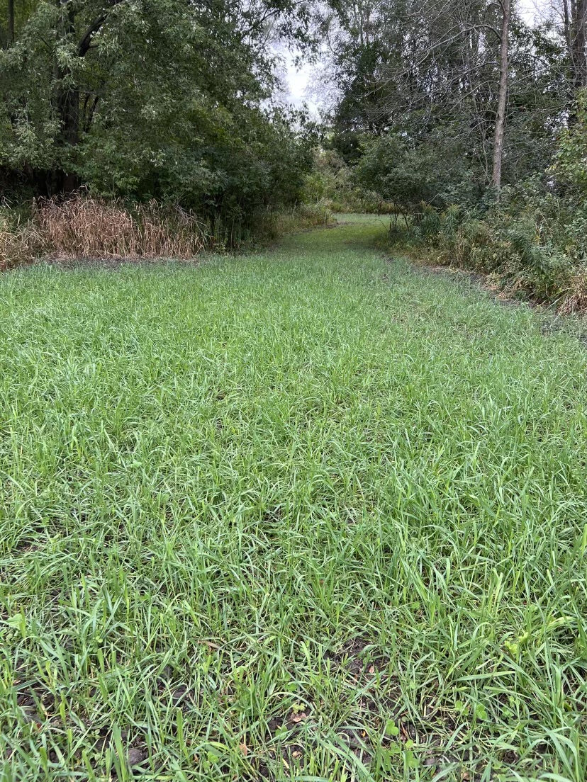 3-Way Grainz Food Plot Seed by Domain Outdoor - product image 5