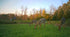 3-Way Grainz Food Plot Seed by Domain Outdoor - product image 7