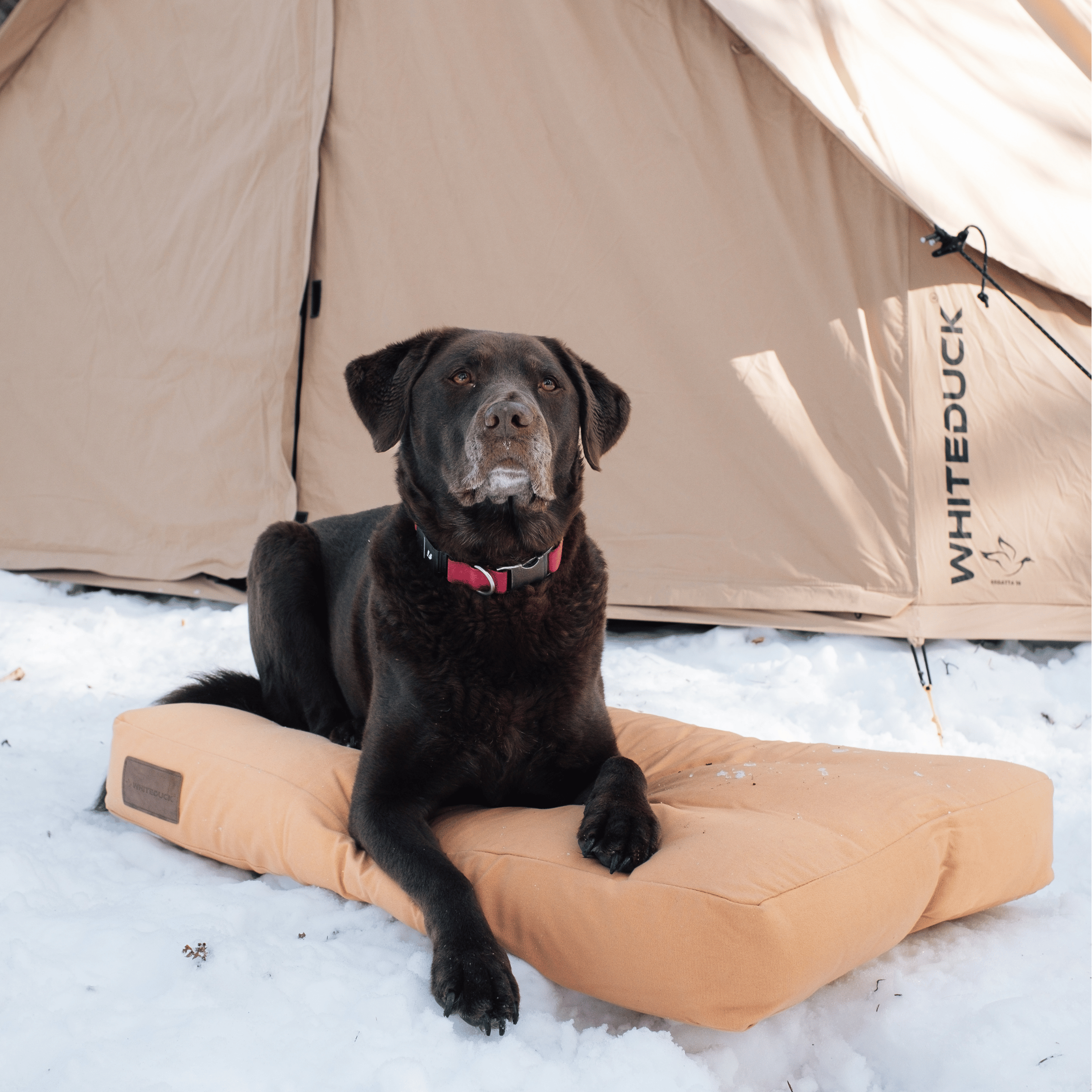 White Duck Dog Bed