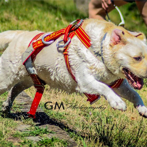 LAIT Harness