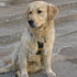SMEUS Dog Harness