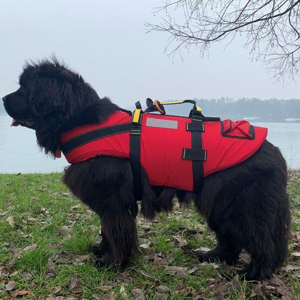 DELPHINUS Harness