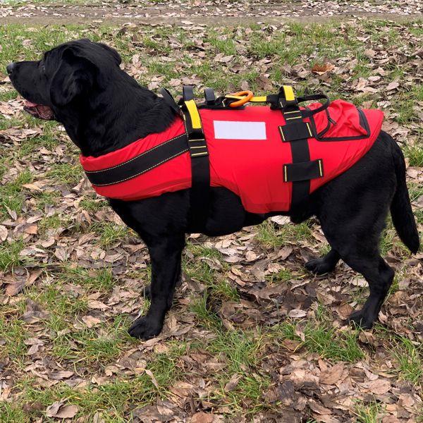 DELPHINUS Harness