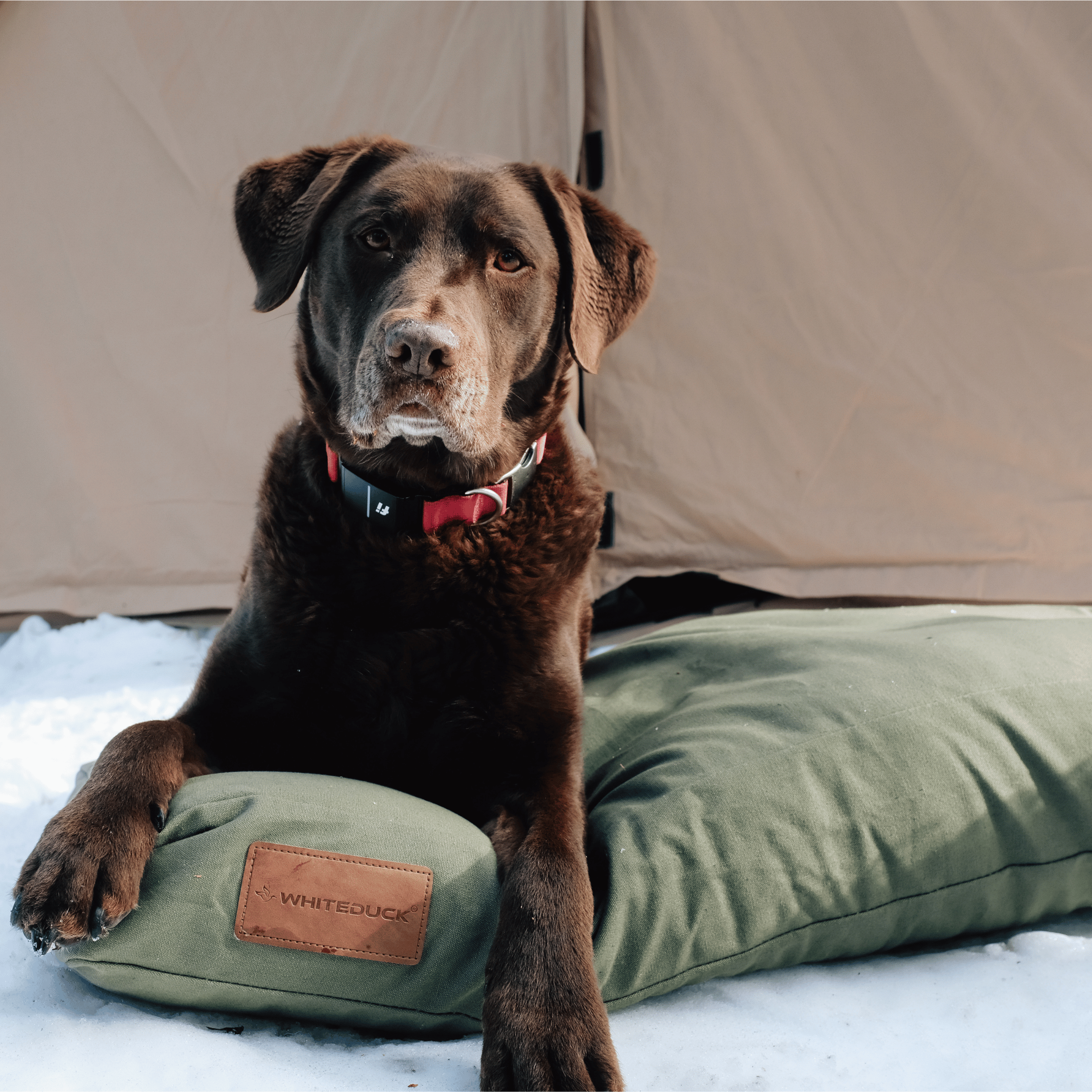 White Duck Dog Bed