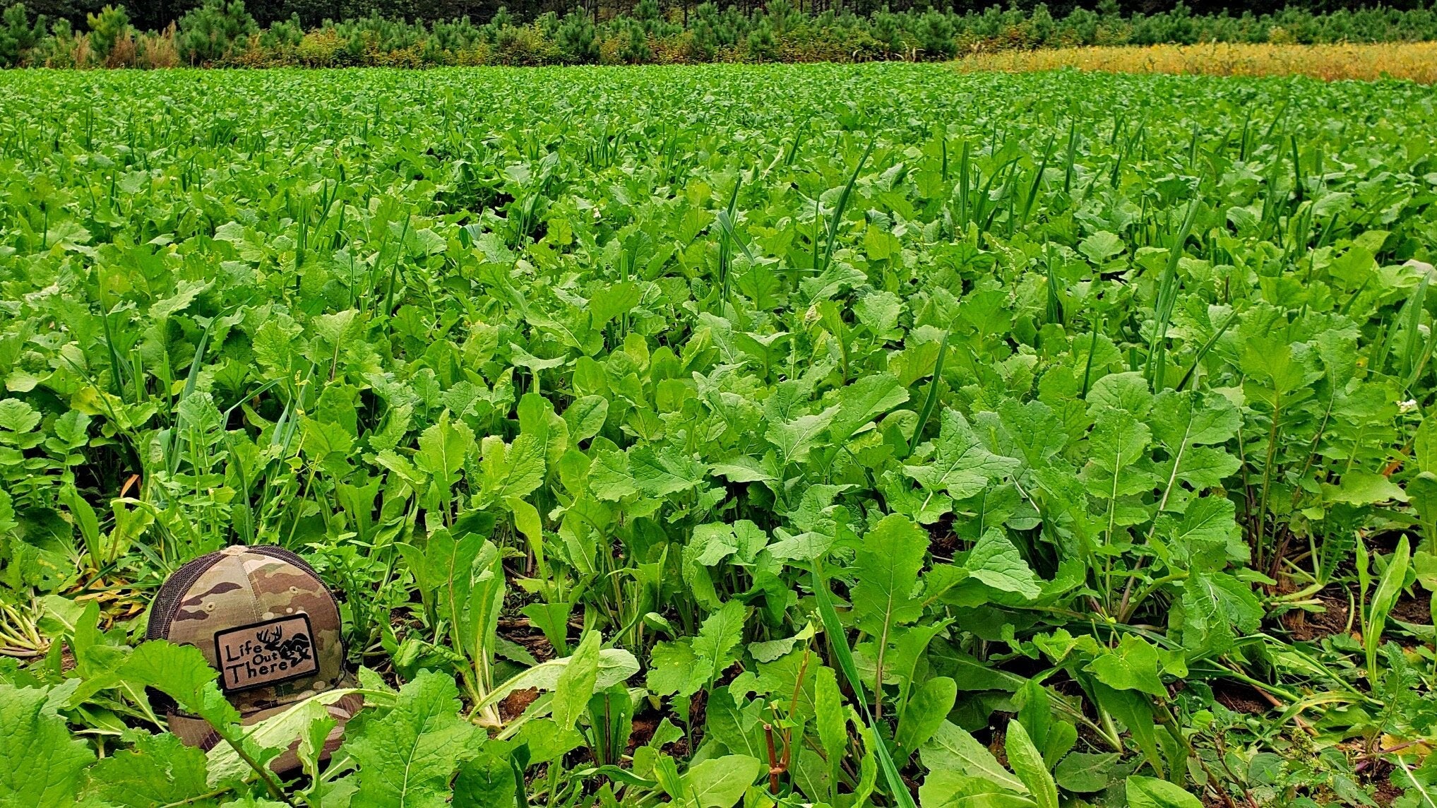Boss Brew™ Food Plot Seed by Domain Outdoor - product image 3