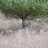 Nukem Hunting Blind - Mossy Oak Country Roots 3D Leafy – product image 5