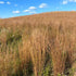 Little Bluestem Habitat Seed by Domain Outdoor - product image 2