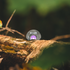 PURPLE TURKINATOR