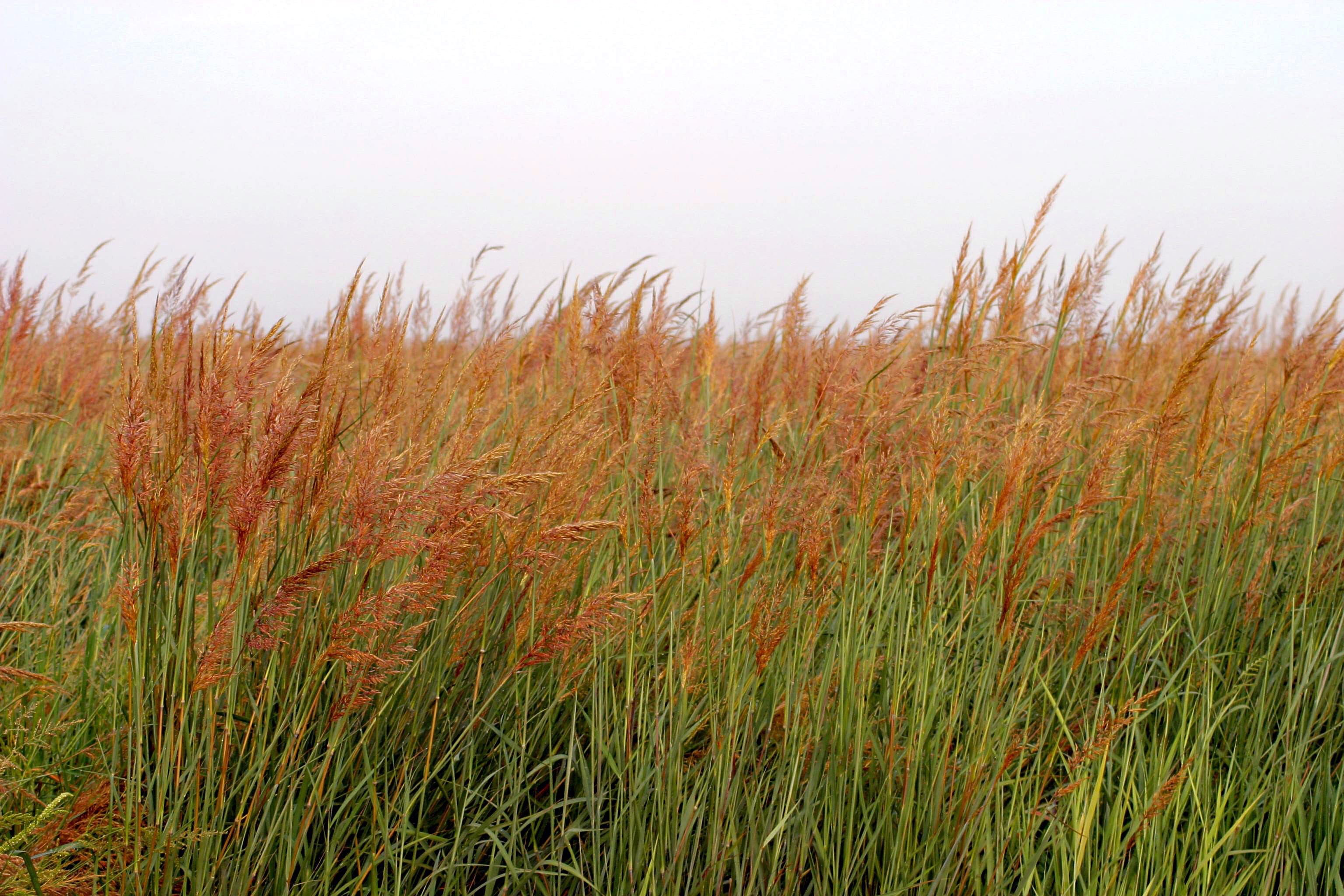 Indiangrass Habitat Seed by Domain Outdoor - product image 2