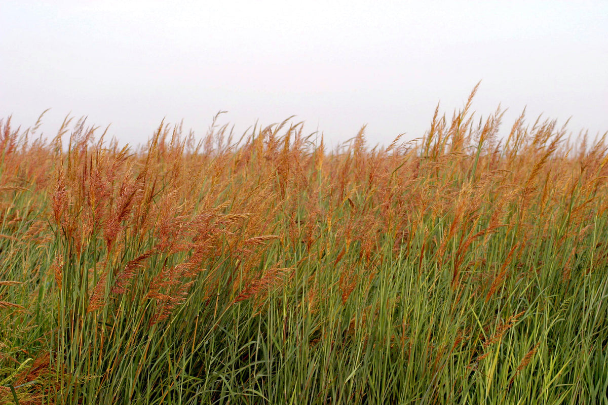 Indiangrass Habitat Seed by Domain Outdoor - product image 2