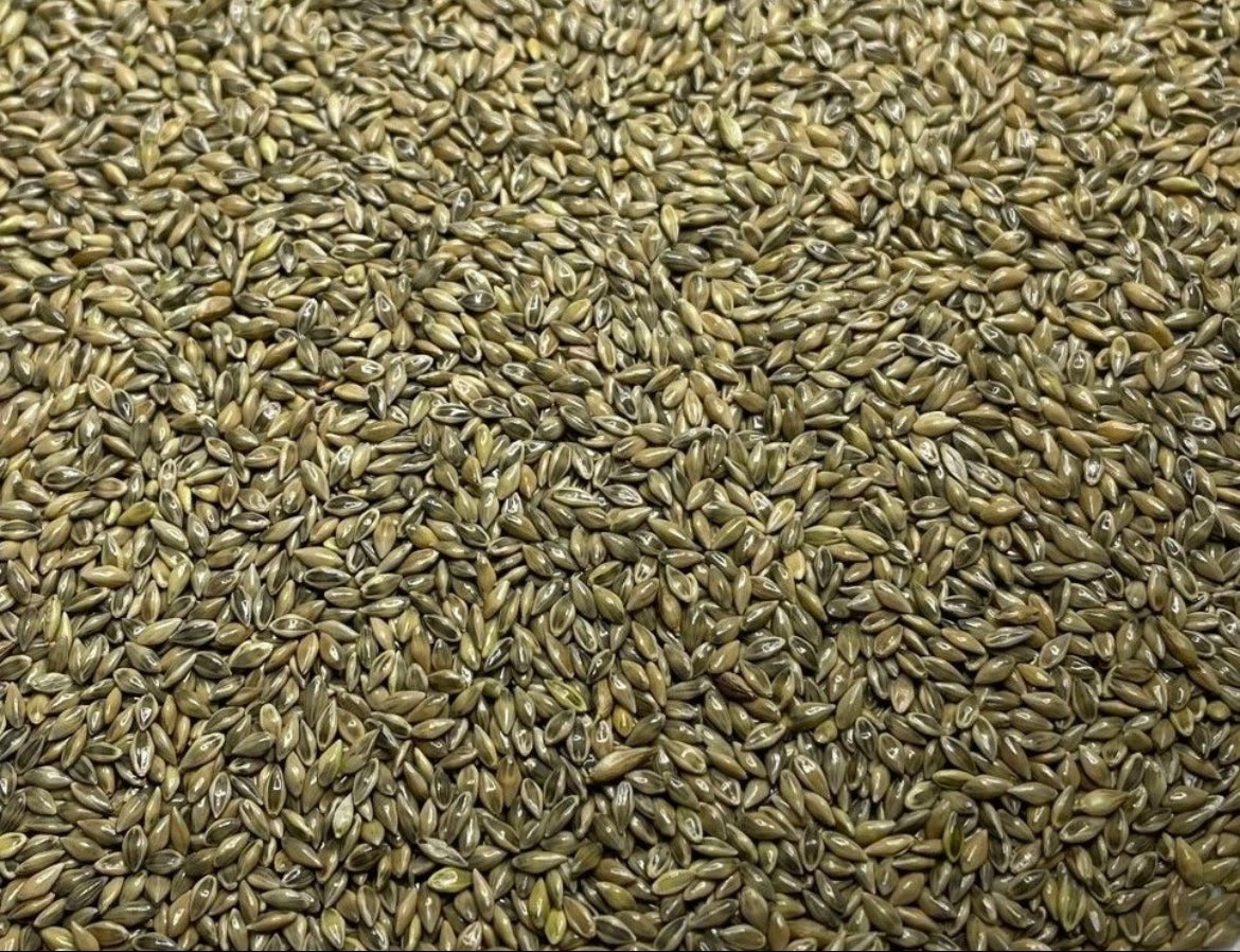 RC Sundance Switchgrass Habitat Seed by Domain Outdoor - product image 6
