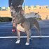 Recycled Firefighter K9 Command Lead - Dual Control Dog Leash — product view 11