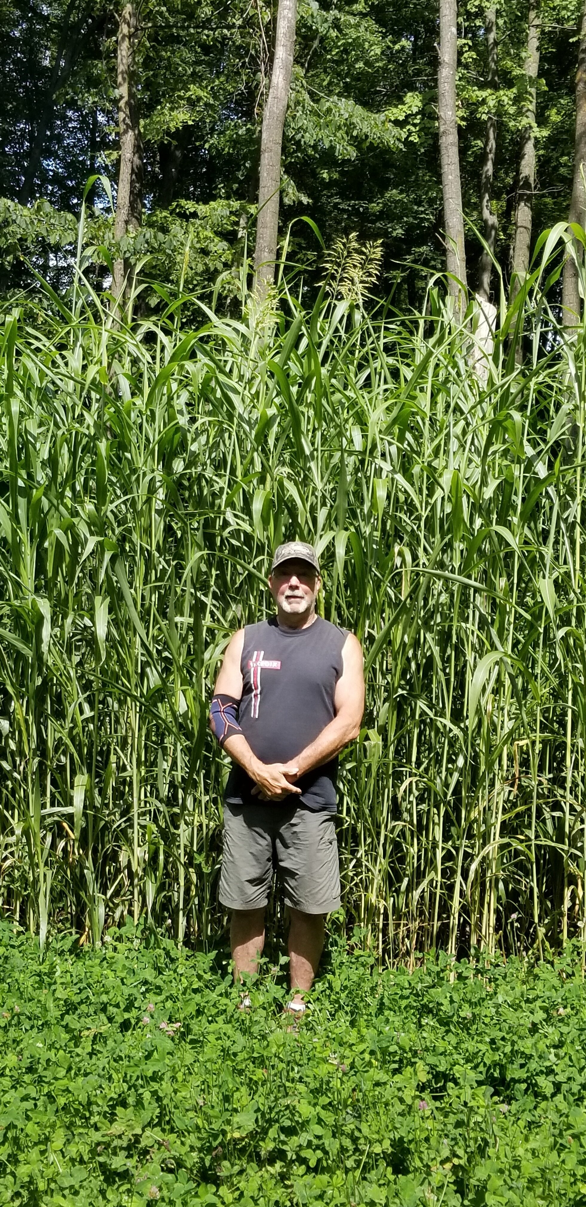 Incognito™ Food Plot Seed by Domain Outdoor - product image 2