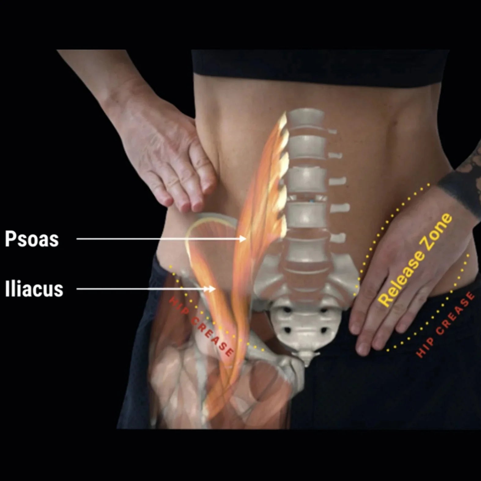 Aletha Hip Hook System with Orbit by Aletha Health