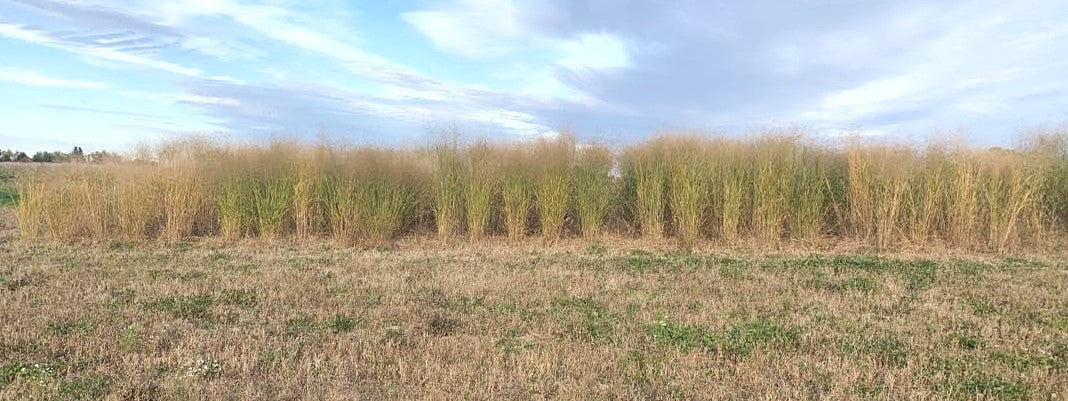 RC Sundance Switchgrass Habitat Seed by Domain Outdoor - product image 3