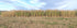 RC Sundance Switchgrass Habitat Seed by Domain Outdoor - product image 3
