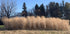 RC Sundance Switchgrass Habitat Seed by Domain Outdoor - product image 2