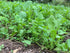Sugar Momma™ Food Plot Seed by Domain Outdoor - product image 9