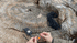 Outdoor Element Flicker Feather Survival EDC Chisel Blade