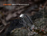 Fenix HP35R Search and Rescue Headlamp by Fenix Store